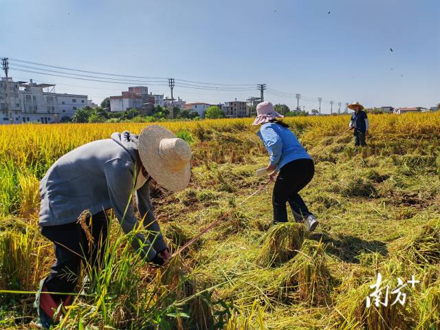 超聲種子增產預處理后，廣東興寧雙季絲苗香米突破畝產1446.18公斤，再創世界紀錄！